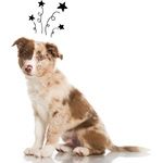 Boutique chiot